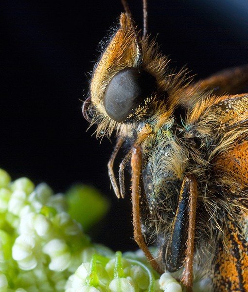 Bola Mata Hewan Close © 2016 brilio.net