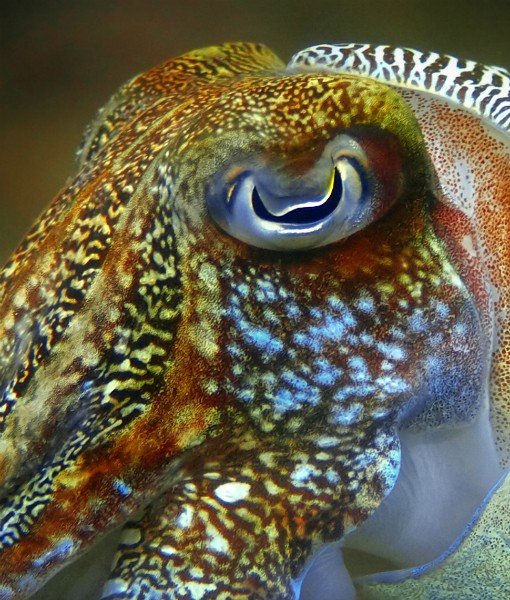 15 Foto close-up bola mata hewan ini tak cuma unik tapi juga keren