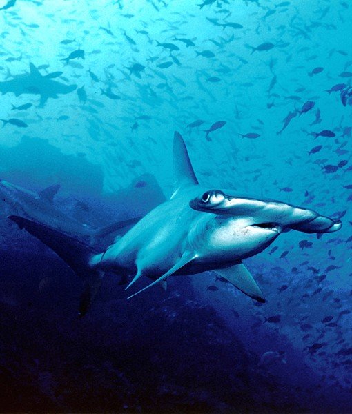 Bola Mata Hewan Close © 2016 brilio.net