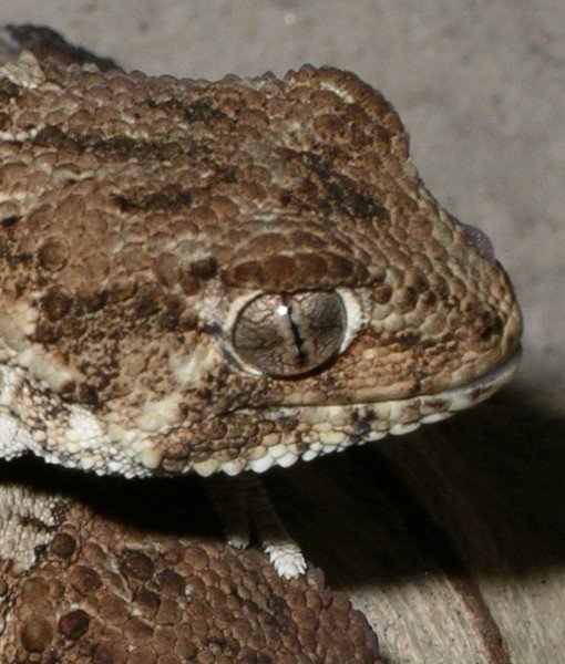 Bola Mata Hewan Close © 2016 brilio.net