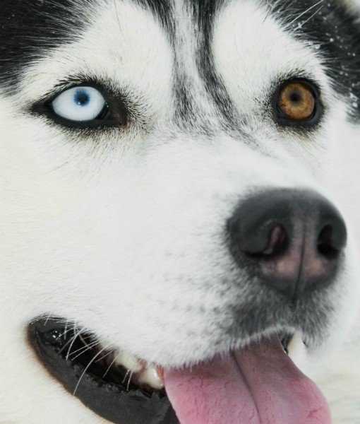 Bola Mata Hewan Close © 2016 brilio.net