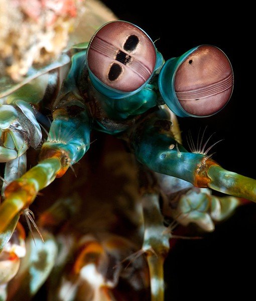 Bola Mata Hewan Close © 2016 brilio.net