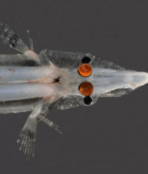 Bola Mata Hewan Close © 2016 brilio.net