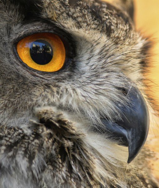 Bola Mata Hewan Close © 2016 brilio.net