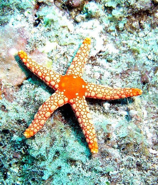 Bola Mata Hewan Close © 2016 brilio.net