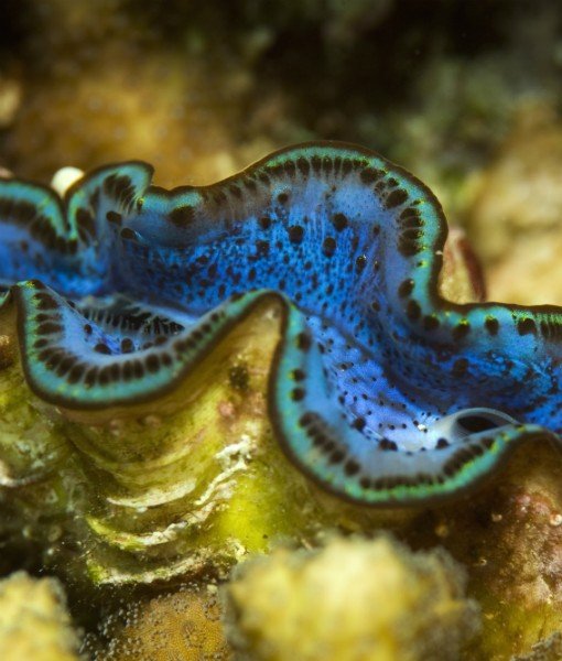 Bola Mata Hewan Close © 2016 brilio.net