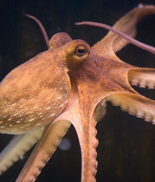 Bola Mata Hewan Close © 2016 brilio.net