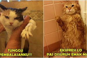 21 Ekspresi kocak binatang peliharaan saat dimandikan, bikin gemes...