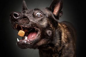 Fotografer ini potret momen saat anjing menangkap makanan, unik!