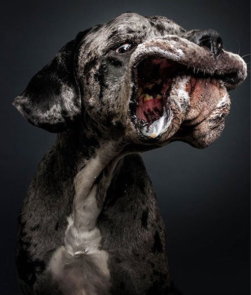 Momen Tangkap Makanan © 2016 brilio.net Momen Tangkap Makanan © 2016 brilio.net