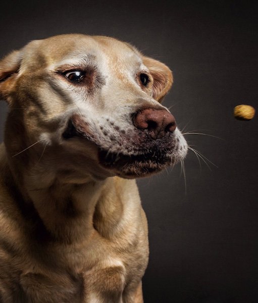 Momen Tangkap Makanan © 2016 brilio.net Momen Tangkap Makanan © 2016 brilio.net