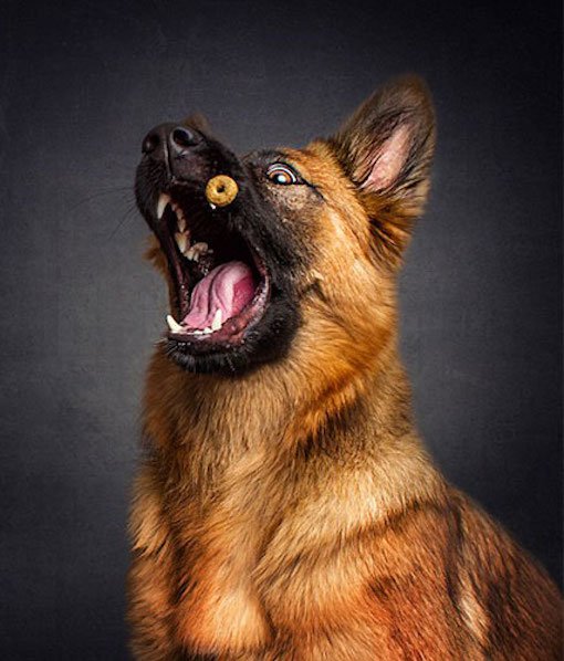 Fotografer ini potret momen saat anjing menangkap makanan, unik!