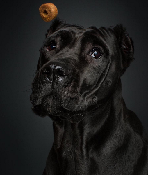 Fotografer ini potret momen saat anjing menangkap makanan, unik!