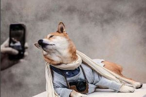 Anjing ini jika didandani ternyata keren, 15 foto ini buktinya