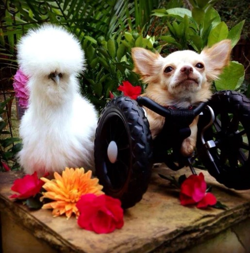 hewan baik © 2016 brilio.net