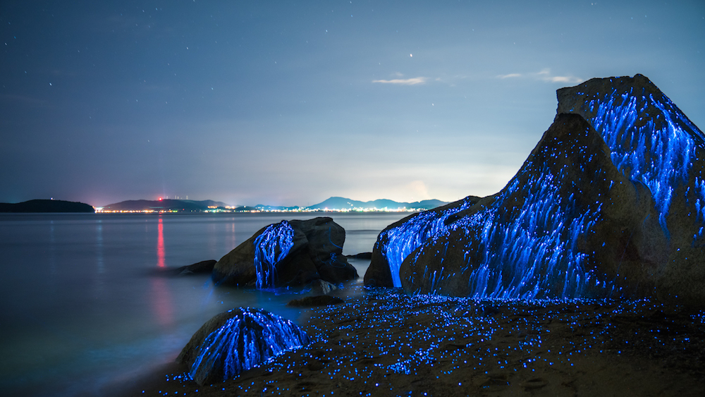 8 Foto indahnya ribuan udang mini bikin biru pantai di Jepang, wow!