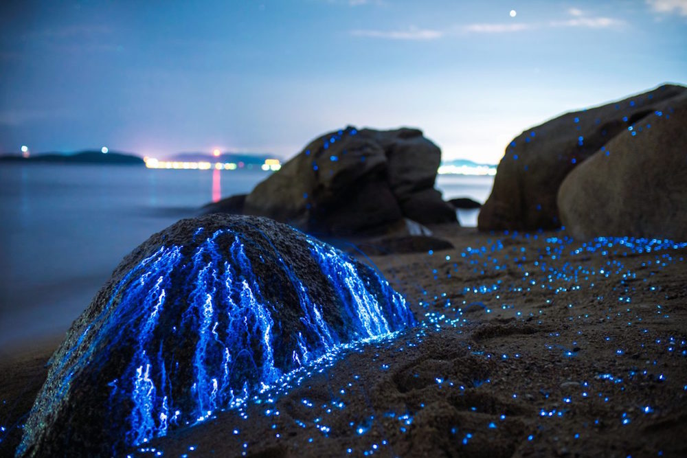 8 Foto indahnya ribuan udang mini bikin biru pantai di Jepang, wow!