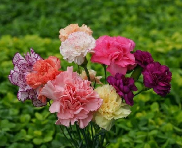 7 Bunga ini ternyata bisa dijadikan obat, manjur nggak nih?