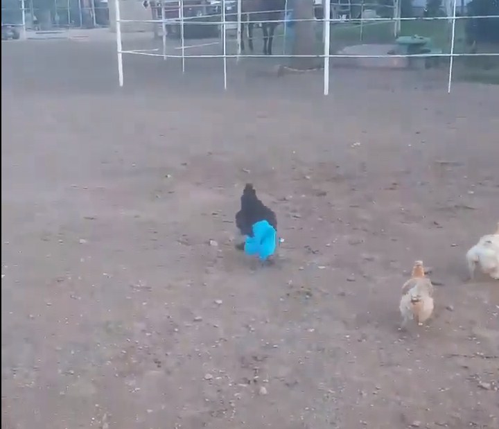 Video ayam pakai celana ini bikin ngakak banget, ada-ada saja! 