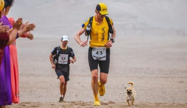 Kisah anjing liar temani pelari maraton berlomba sejauh 160 km