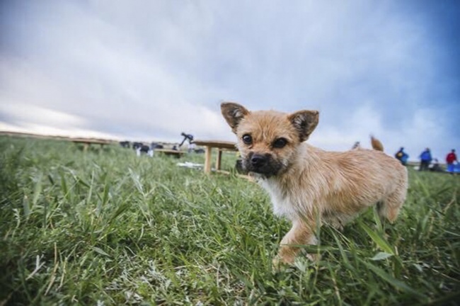 Kisah anjing liar temani pelari maraton berlomba sejauh 160 km