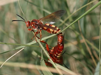 Peneliti buktikan 6 serangga ini paling menyakitkan sengatannya