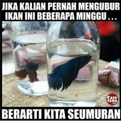 Meme berarti kita sama © 2016 brilio.net