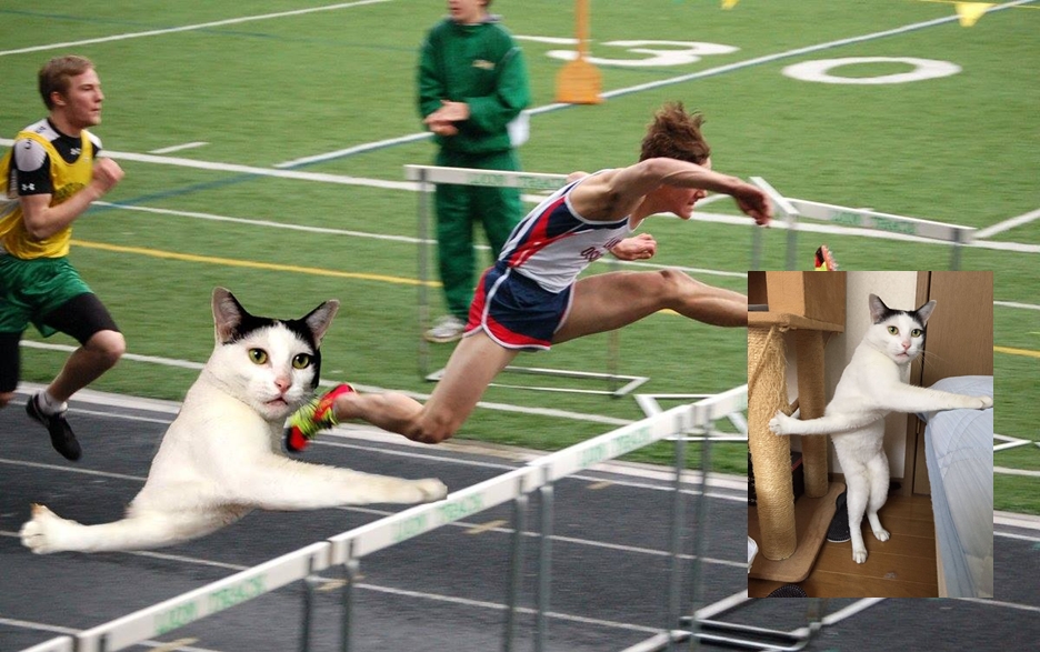 10 Foto editan pose kucing ini dijamin bikin ketawa dan hilangkan bete