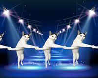 editan foto kucing © 2016 brilio.net