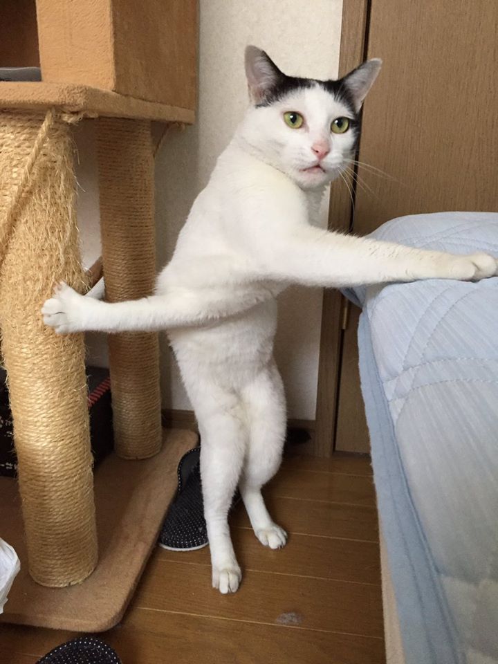 10 Foto editan pose kucing ini dijamin bikin ketawa dan hilangkan bete