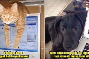 16 Hewan peliharaan cari perhatian di dekat komputer ini bikin gemes