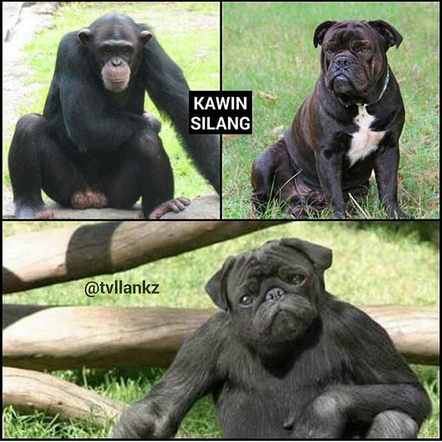 Meme perkawinan silang © 2016 brilio.net