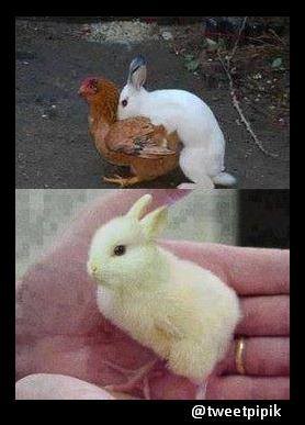 Meme perkawinan silang © 2016 brilio.net