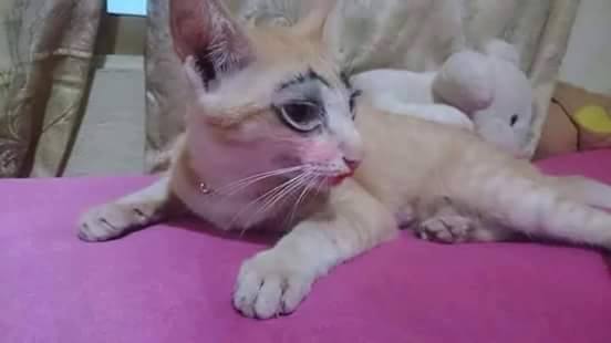 Kucing ini dirias 'cantik' pemiliknya, respons netizen bikin ketawa