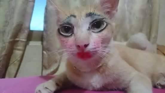 kucing cantik © 2016 brilio.net