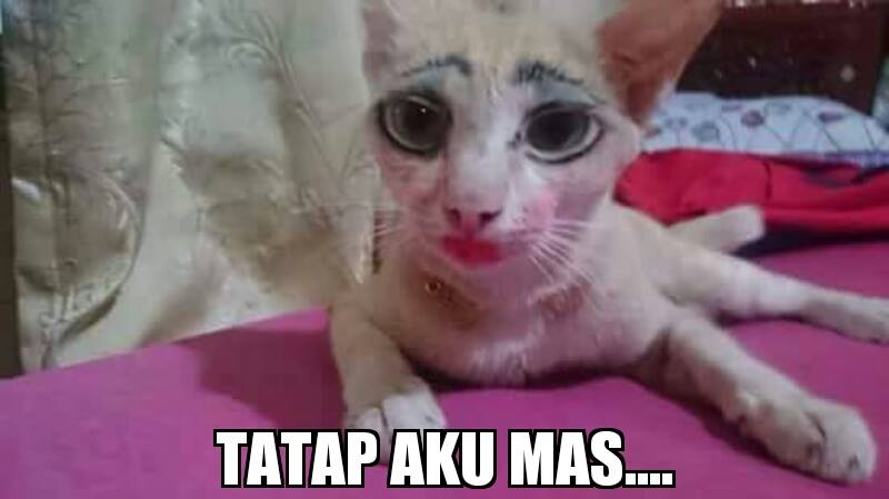 Kucing ini dirias 'cantik' pemiliknya, respons netizen bikin ketawa