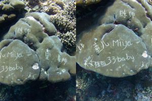 Miris, terumbu karang di Nusa Penida dicoret-coret