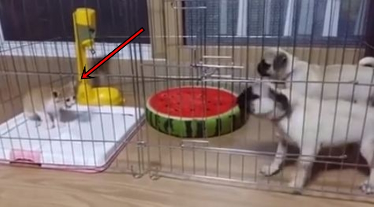 video ini bukti kalau anjing itu takut kucing bikin ngakak © 2016 brilio.net video ini bukti kalau anjing itu takut kucing bikin ngakak © 2016 brilio.net