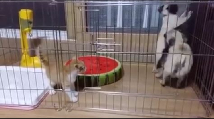 video ini bukti kalau anjing itu takut kucing bikin ngakak © 2016 brilio.net video ini bukti kalau anjing itu takut kucing bikin ngakak © 2016 brilio.net