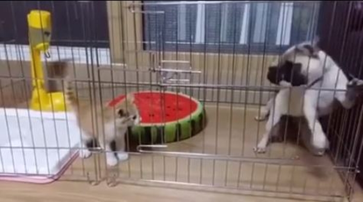 video ini bukti kalau anjing itu takut kucing bikin ngakak © 2016 brilio.net video ini bukti kalau anjing itu takut kucing bikin ngakak © 2016 brilio.net