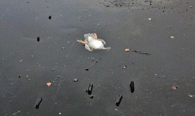 Drama penyelamatan bebek tenggelam kedinginan ini nyindir banget