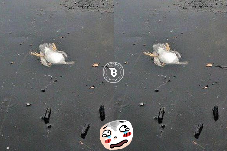 Drama penyelamatan bebek tenggelam kedinginan ini nyindir banget