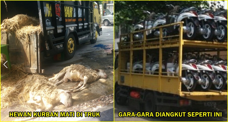 Bawa hewan kurban ngawur, belasan kambing ini mati semua di truk