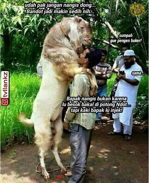 meme perasaan hewan sebelum disembelih 1-12 © 2016 brilio.net