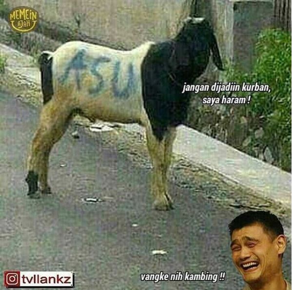 meme perasaan hewan sebelum disembelih 1-12 © 2016 brilio.net