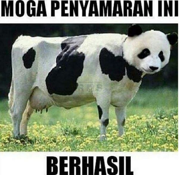 meme perasaan hewan sebelum disembelih 1-12 © 2016 brilio.net