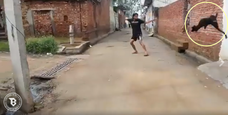 anjing disiksa © 2016 brilio.net