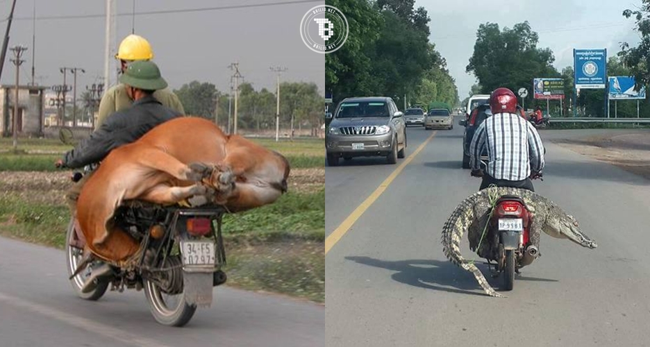 10 Tingkah orang boncengin hewan pakai motor ini bikin geleng-geleng