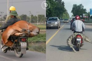 10 Tingkah orang boncengin hewan pakai motor ini bikin geleng-geleng