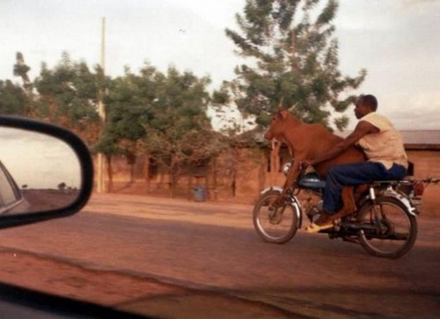 boncengin hewan © 2016 brilio.net